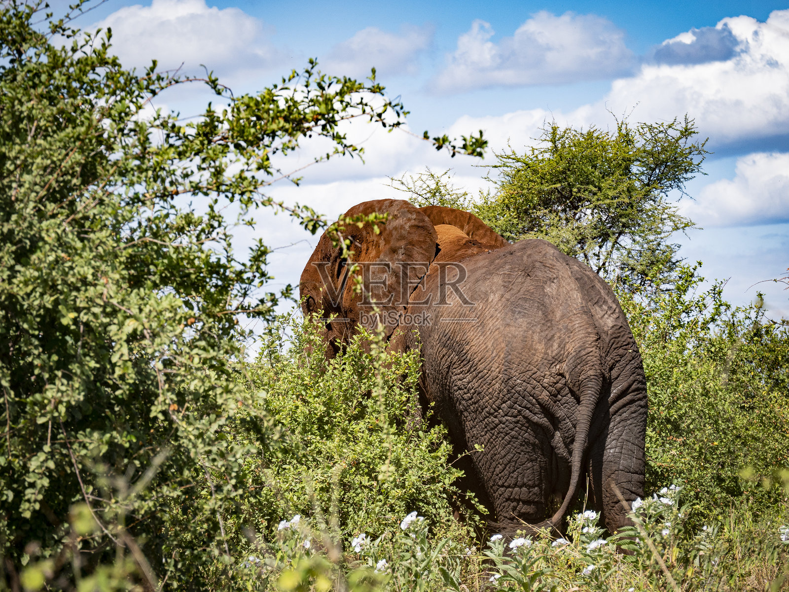 大象照片摄影图片