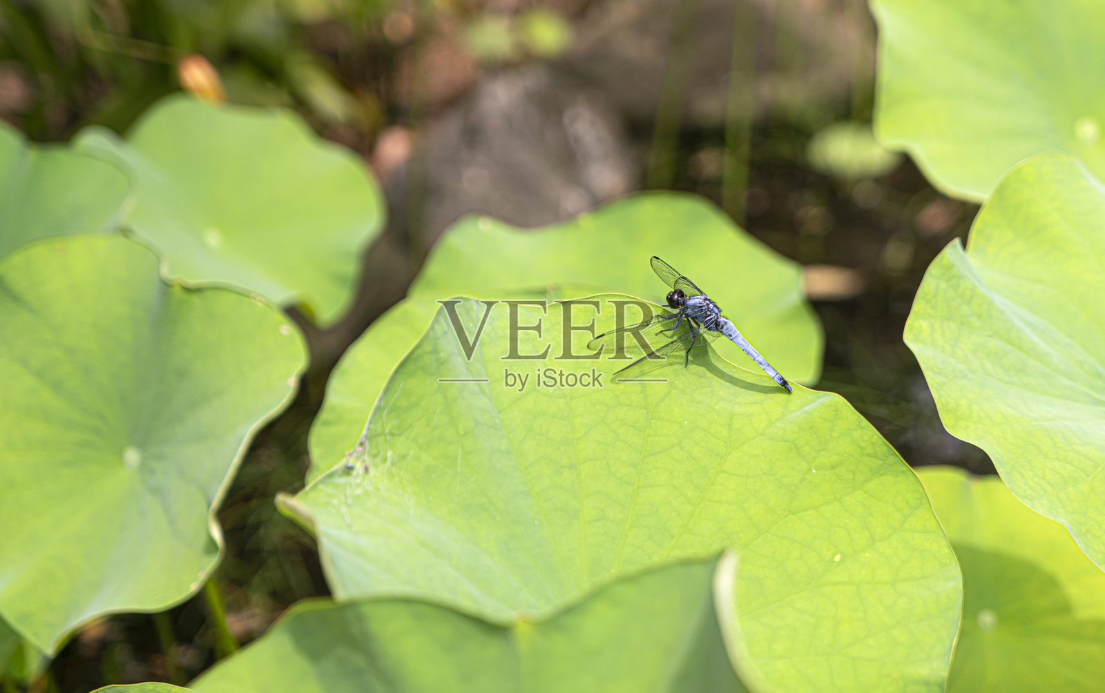 帝王蜻蜓（Anax imperator）雄性照片摄影图片