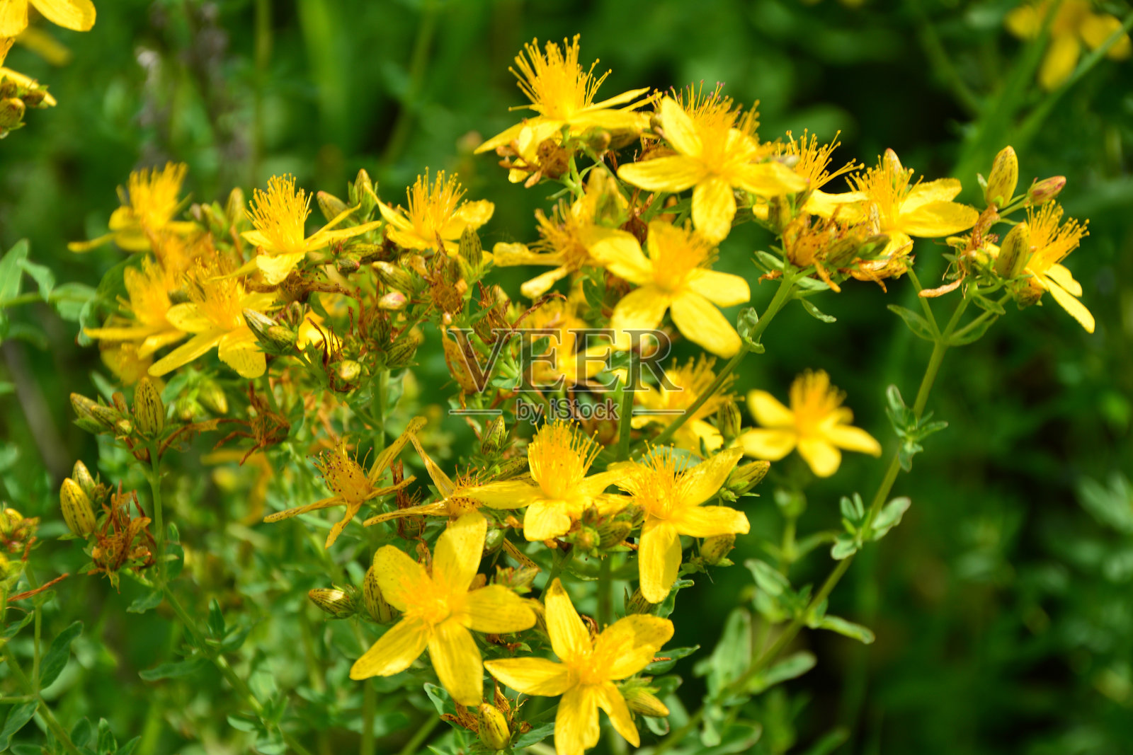 盛开的鲜艳黄色圣约翰草花朵特写，沐浴在阳光下照片摄影图片