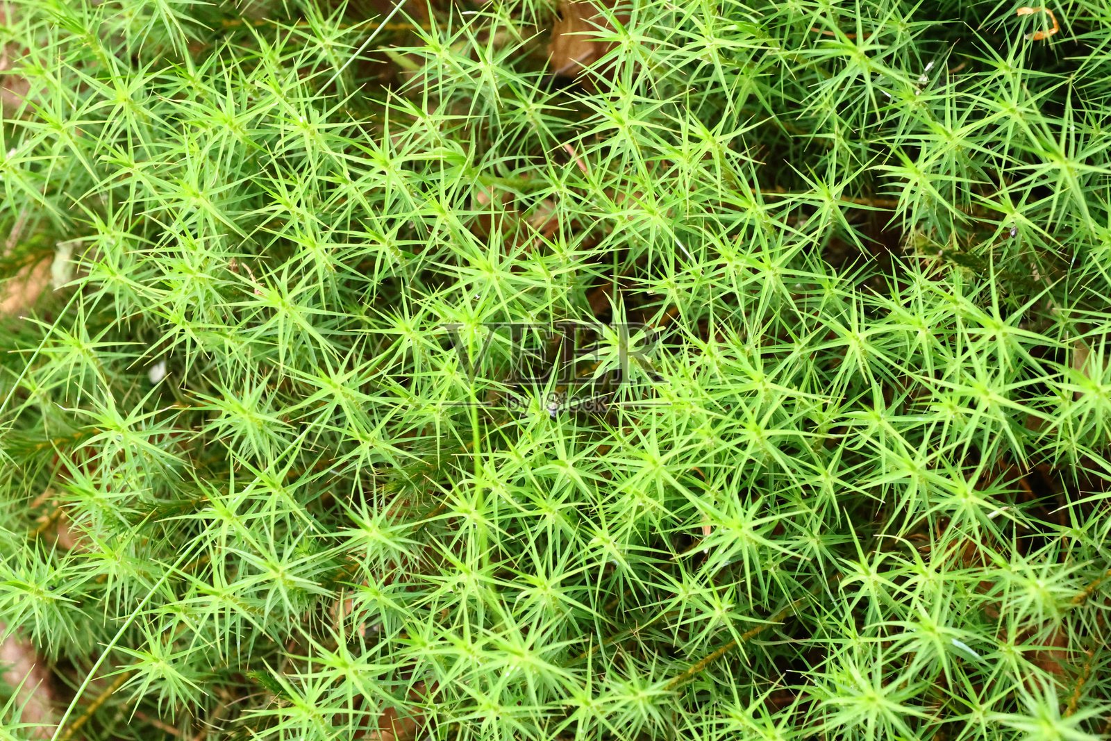 生动的绿色苔藓特写，星形叶子，完美适合纹理和自然主题。照片摄影图片
