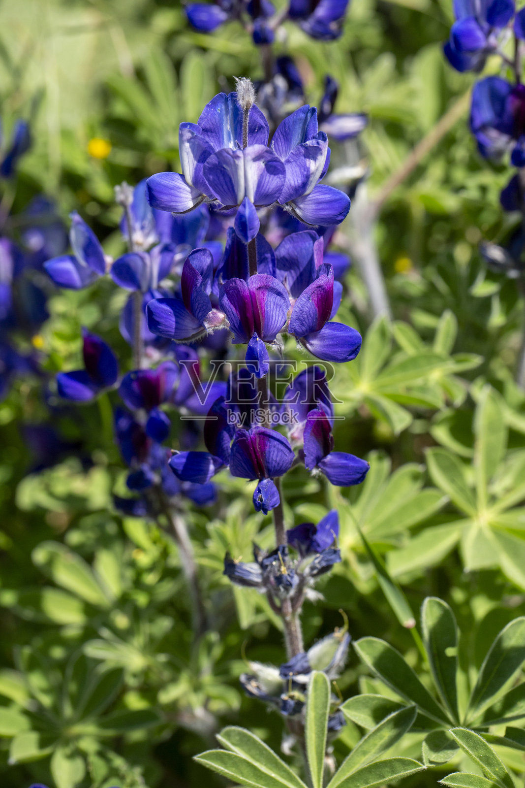 毛毛豌豆（Lupinus pilosus）是一种来自豆科的可食用开花植物，生长在地中海灌木丛中。照片摄影图片