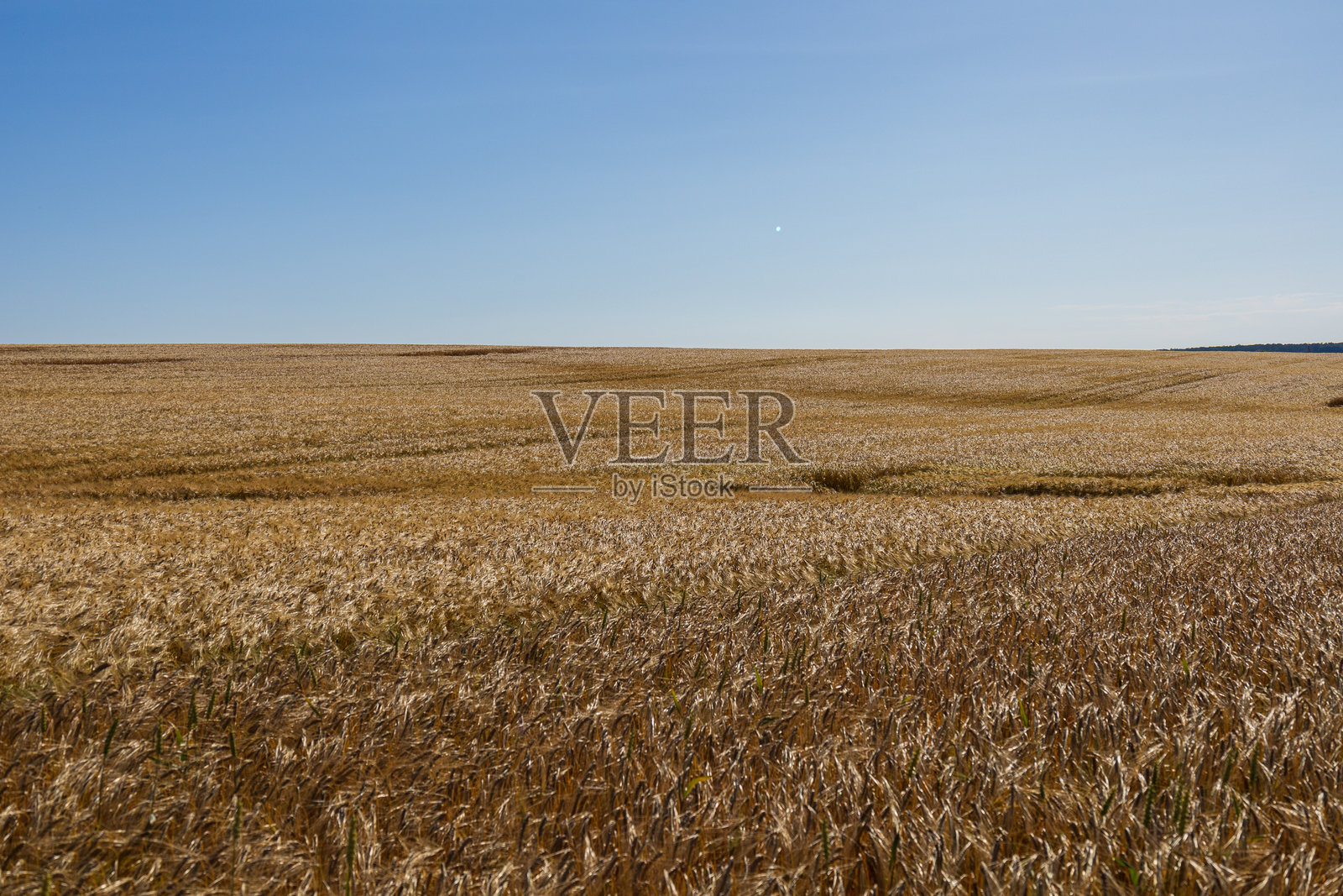 郁郁葱葱的麦田在广阔的田野中高高耸立，在温暖的夏日阳光下轻轻摇曳，头顶是湛蓝的天空。照片摄影图片