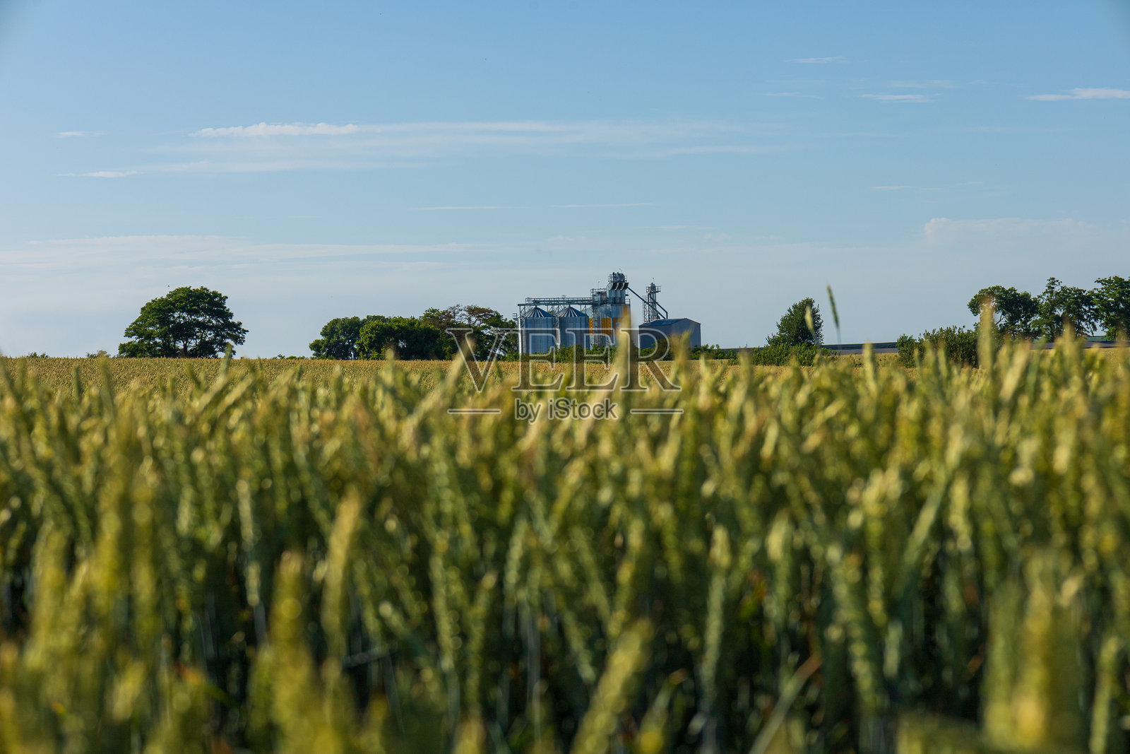 粮仓高耸于储存设施中，映衬着清澈蓝天下郁郁葱葱的田野。照片摄影图片