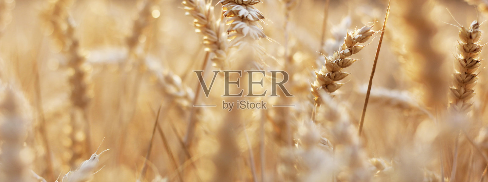 柔和日落光线下金黄色成熟麦穗的特写，背景模糊，温暖的傍晚色调照片摄影图片