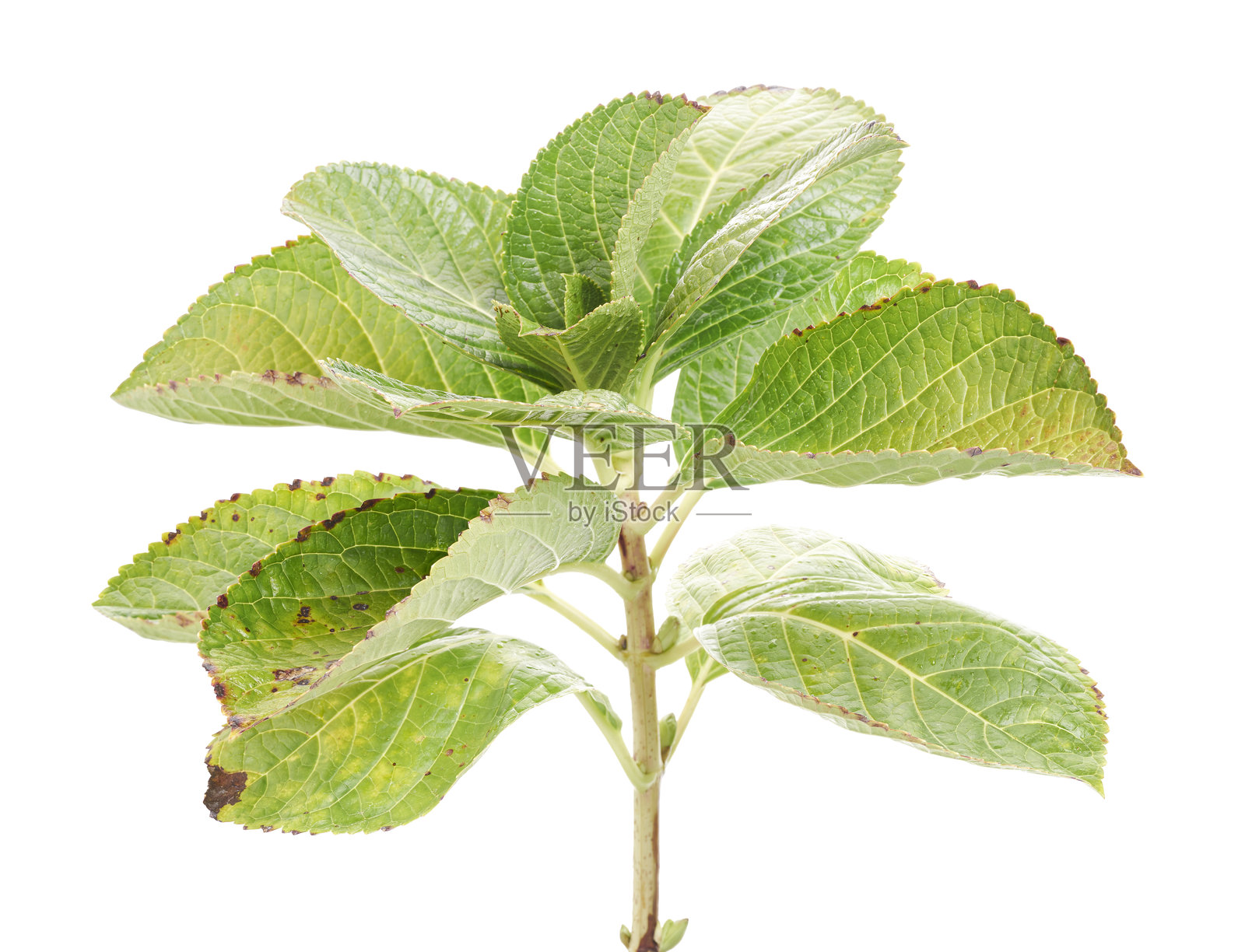 绣球花叶，绣球花（大花绣球），孤立在白色背景上，带有抠图路径照片摄影图片