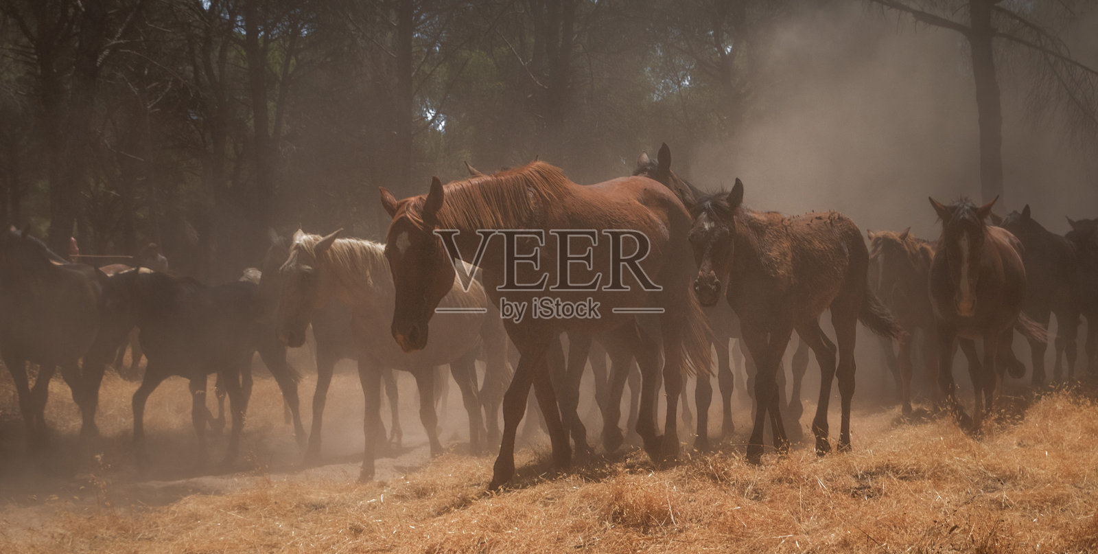 安达卢西亚森林中的传统马匹驱赶活动照片摄影图片