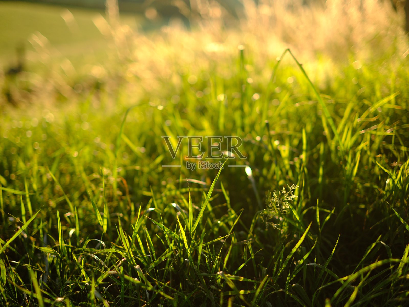 康沃尔郡的夏季草地和荒原景观，英国西南部照片摄影图片