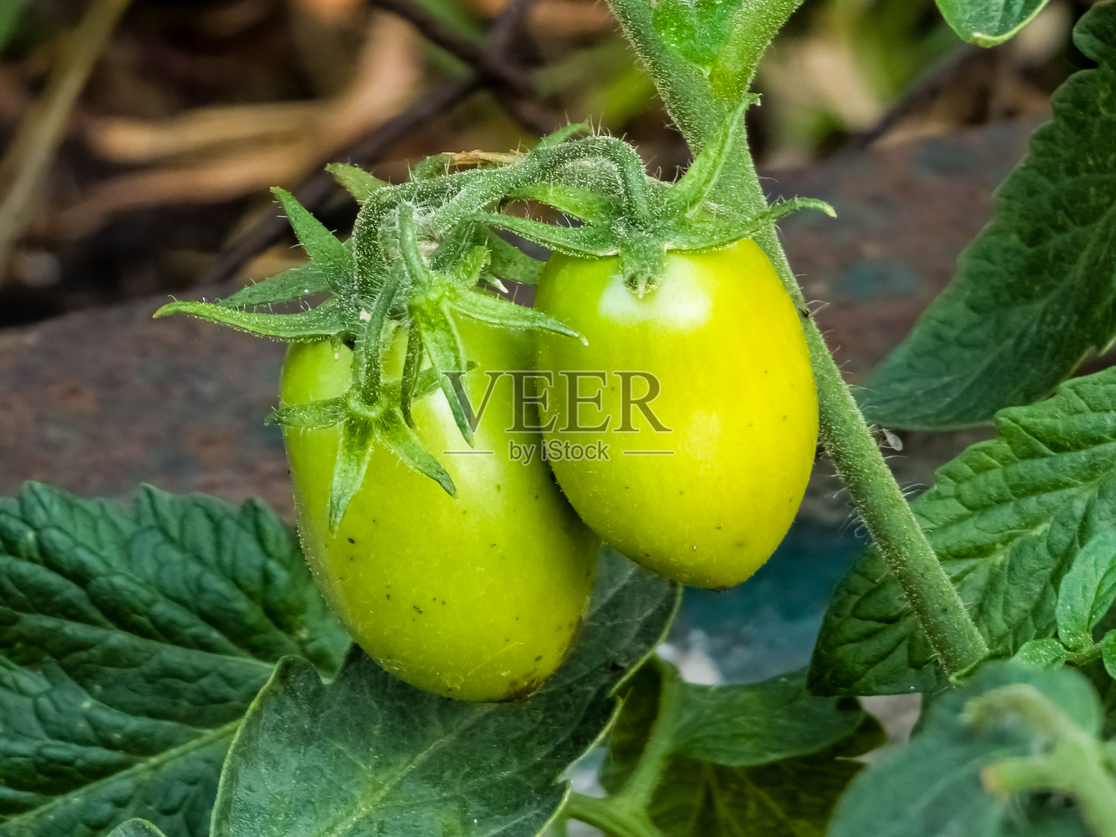 有机花园中种植的番茄。开花和结果的番茄植物特写。照片摄影图片
