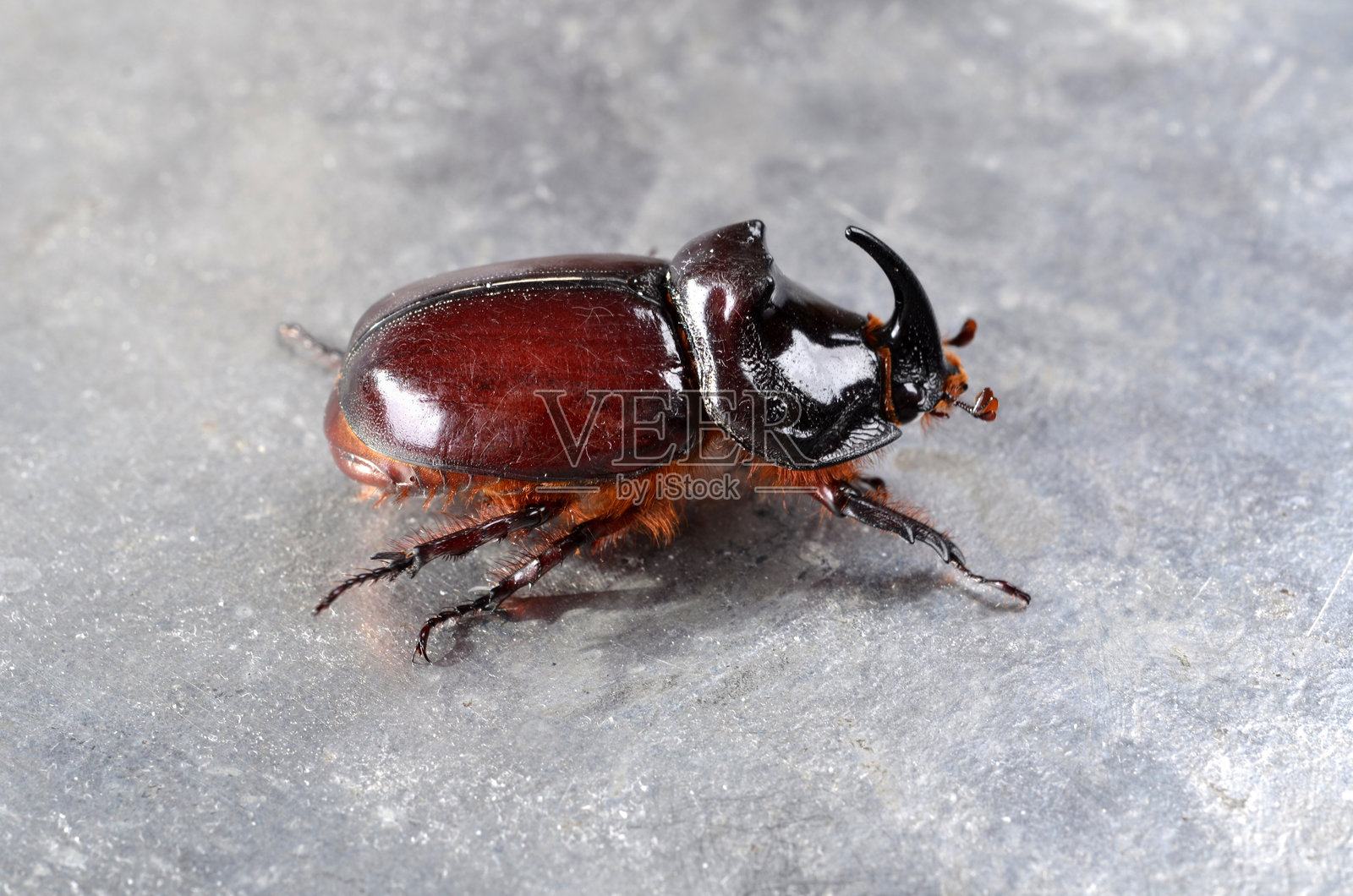 大棕色犀牛甲虫（Oryctes nasicornis）特写。这种非凡的昆虫照片摄影图片