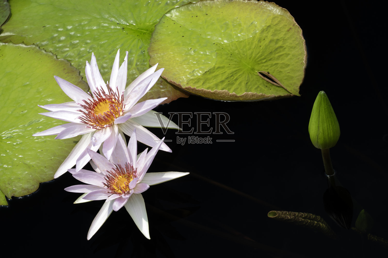 盛开的睡莲照片摄影图片