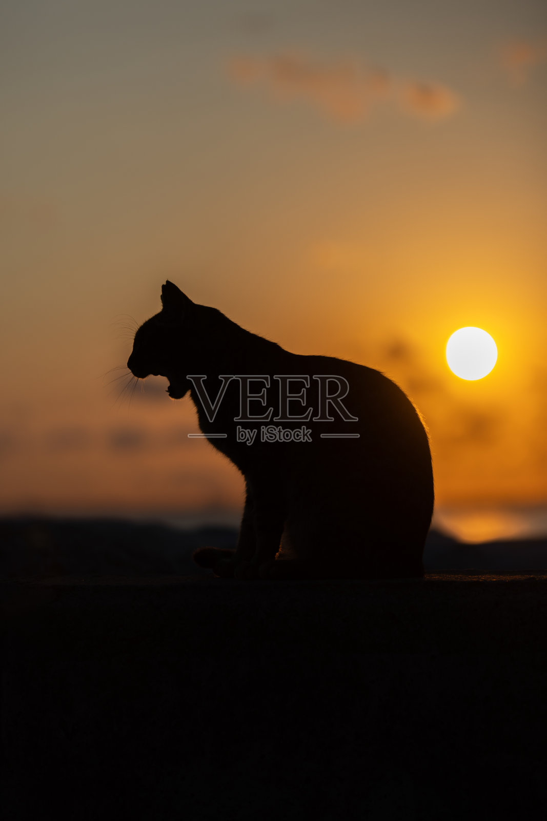 日落时分的流浪猫剪影。照片摄影图片