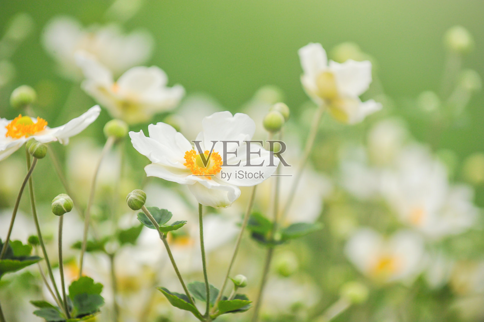 银莲花照片摄影图片