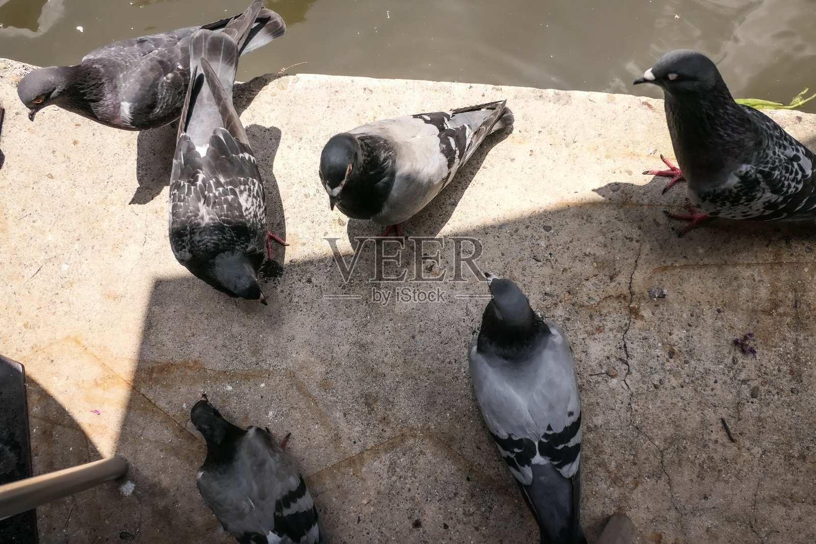 喂鸽子照片摄影图片