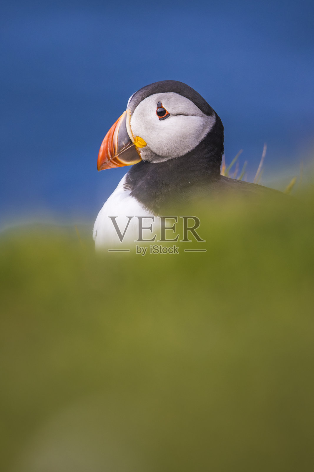 大西洋海雀（Fratercula arctica）在赫尔曼尼斯国家自然保护区，安斯特岛，设得兰群岛照片摄影图片