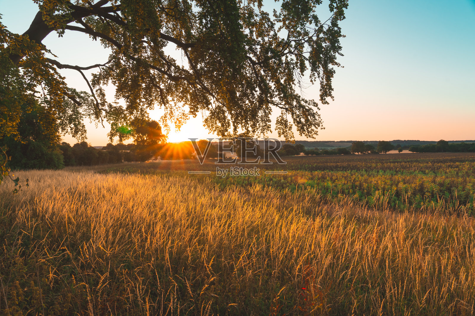 金色日落照亮树荫下的草地和农作物照片摄影图片