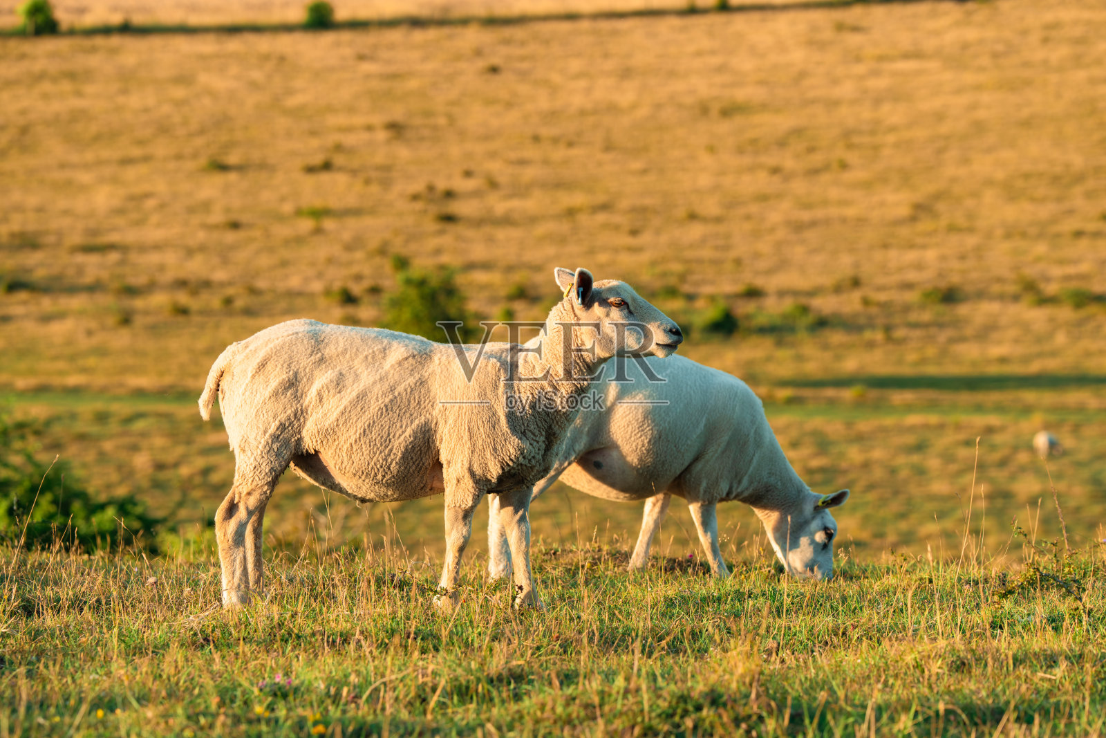 羊群在温暖阳光下的山坡上吃草照片摄影图片