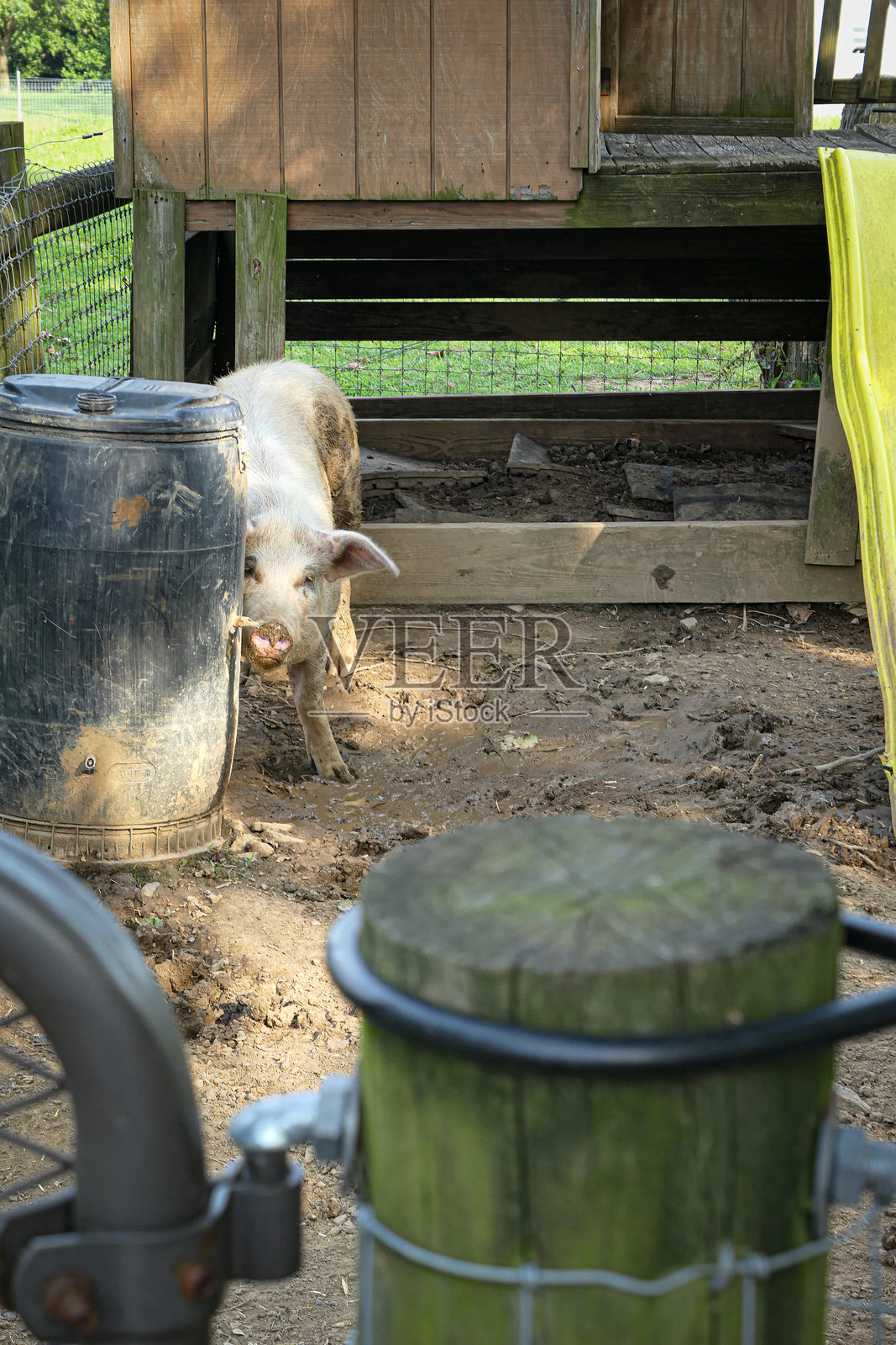 栖息地中的巨大生物照片摄影图片