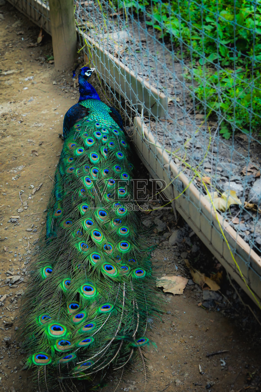 绿色火烈鸟照片摄影图片