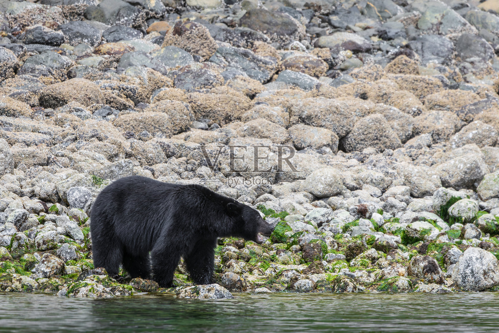 黑熊在海岸线上行走，寻找食物，加拿大不列颠哥伦比亚省托菲诺照片摄影图片