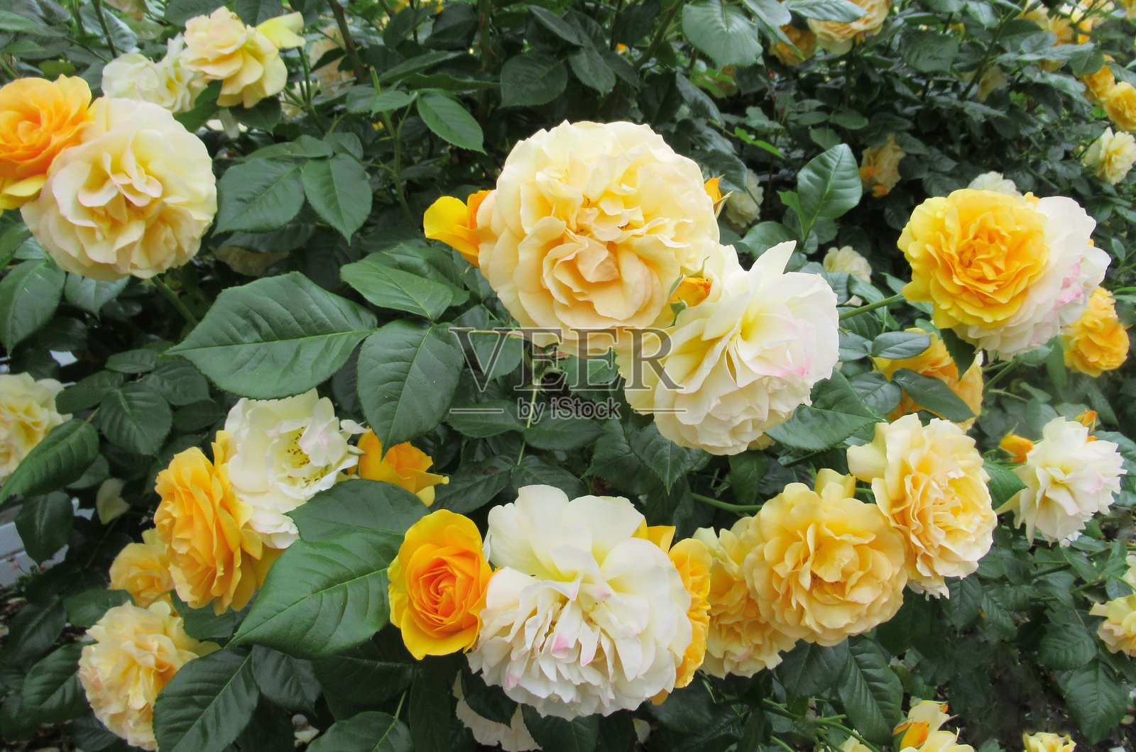 美丽明亮的特写大卫·奥斯汀金色庆典黄玫瑰照片摄影图片