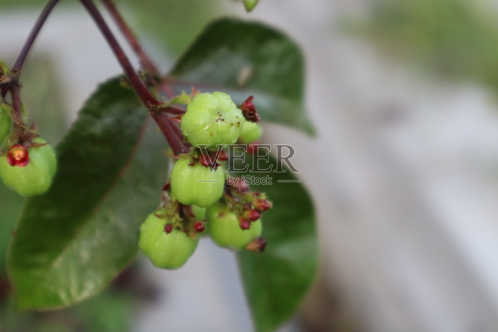 小酸果实特写照片摄影图片