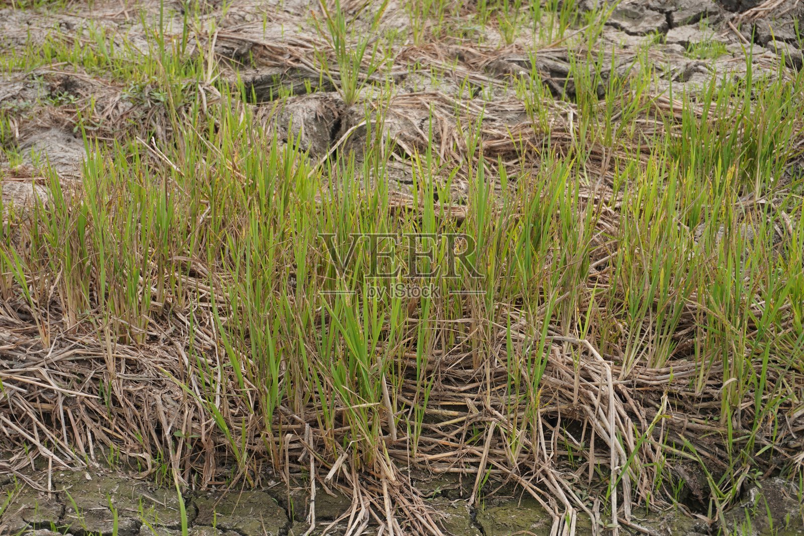 一片嫩草在覆盖着稻草干枯茎的泥土表面生长。照片摄影图片