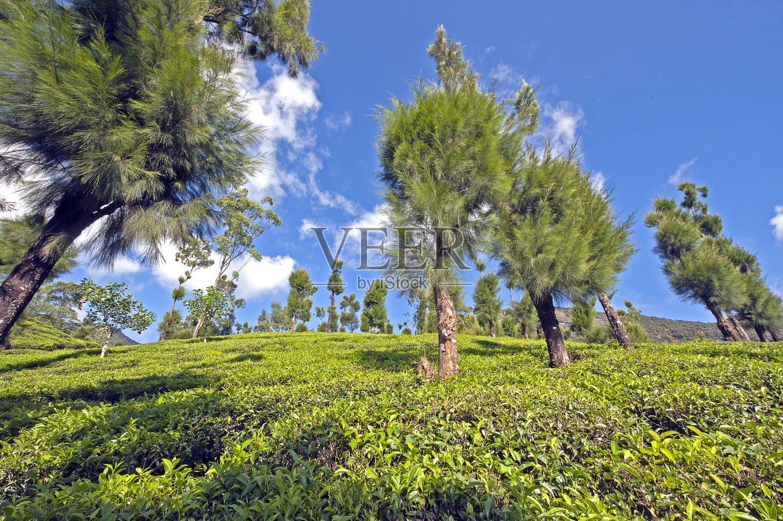斯里兰卡努沃勒埃利耶茶园的坡上，树木与茶叶相伴。照片摄影图片