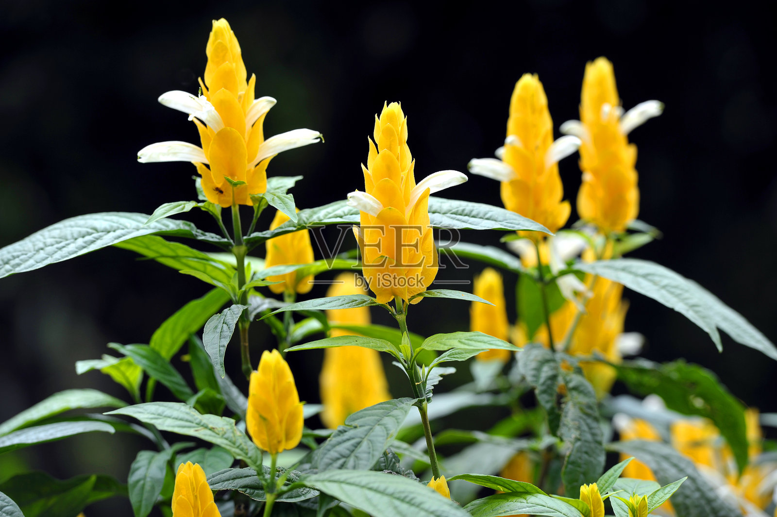 金虾，又名棒棒糖植物，斯里兰卡坎迪。照片摄影图片