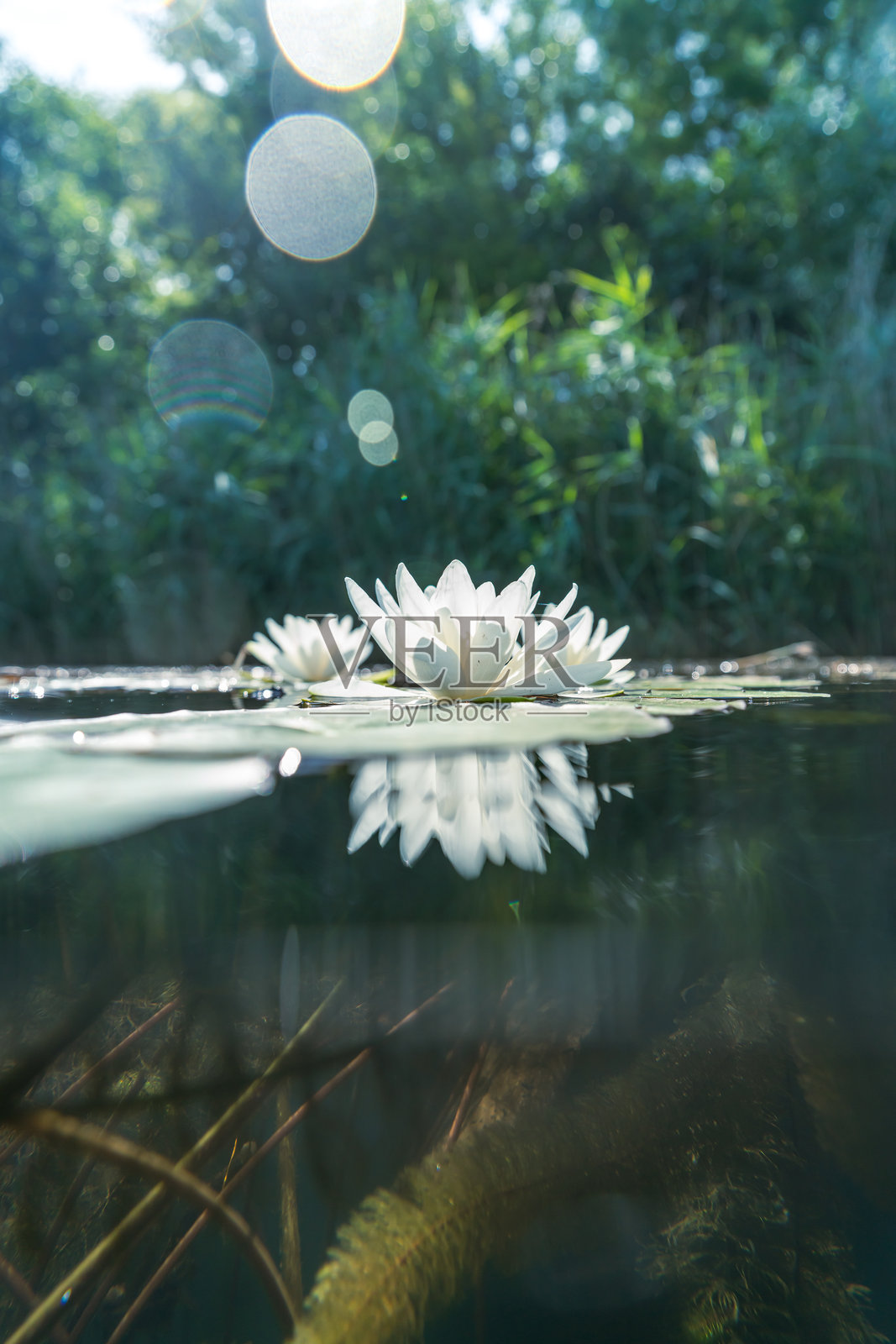 湖面上的白色睡莲照片摄影图片