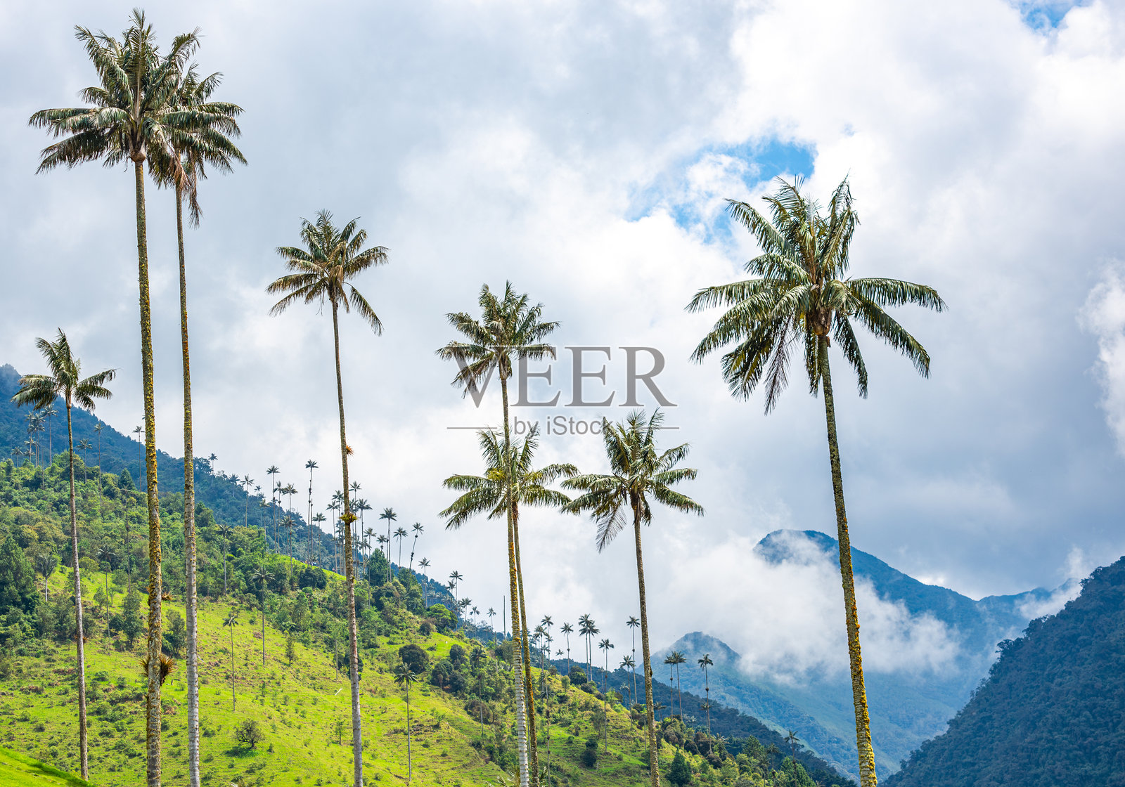 科科拉山谷的雄伟蜡棕榈照片摄影图片