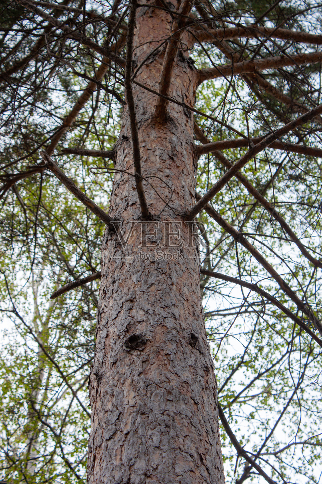 从下方视角拍摄的树干特写照片摄影图片