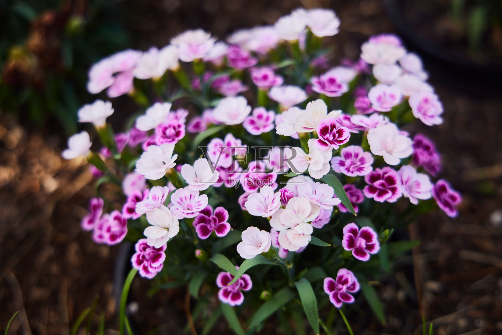 公园花坛中的康乃馨花照片摄影图片