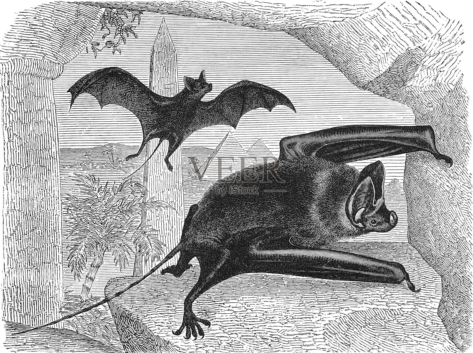 埃及裂面蝙蝠，细长的沙漠蝙蝠，拥有长尾巴和独特的鼻叶插画图片素材