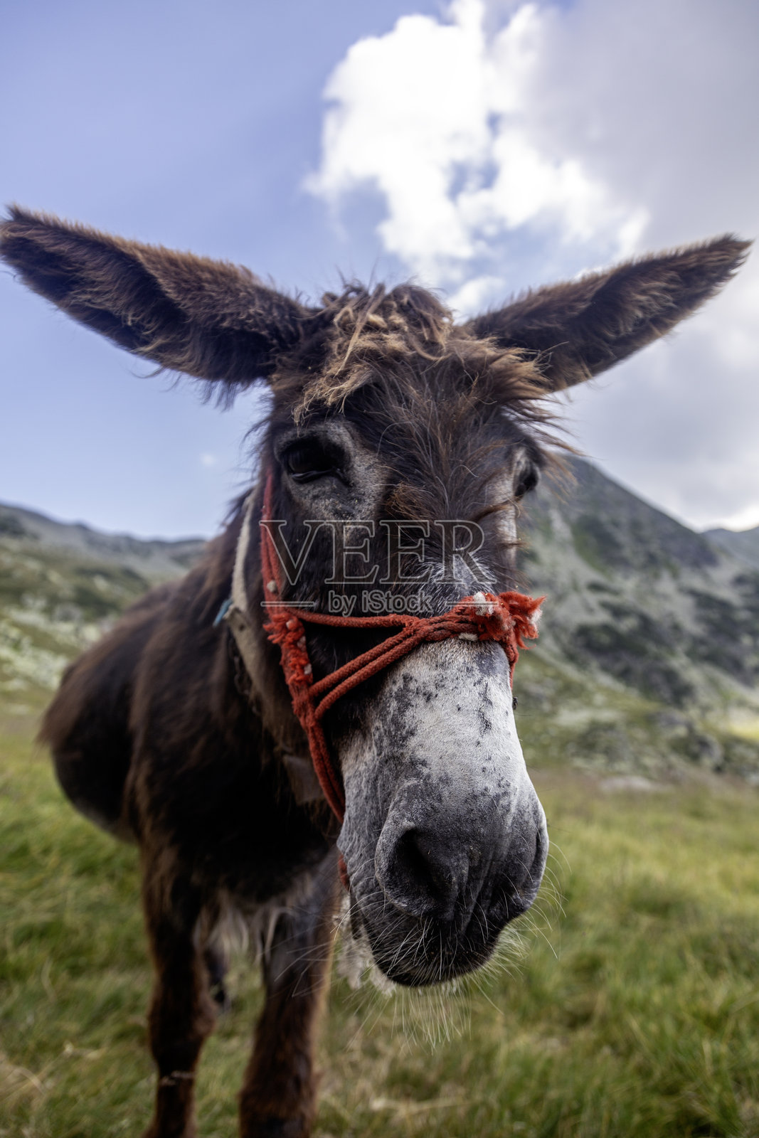 毛茸茸的山驴站在高地牧场，背景是崎岖的山峰照片摄影图片