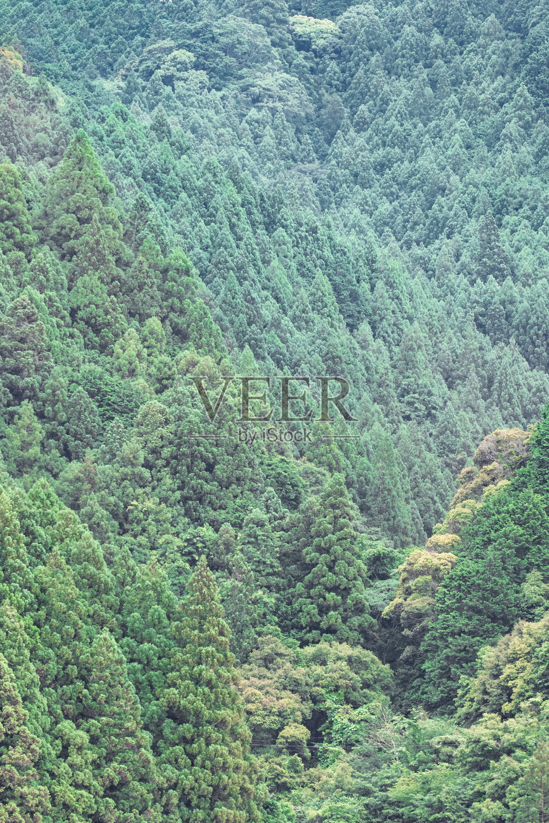 位于静冈县滨松市天竜区的“天竜美林”是一片由日本杉和柏树组成的人造森林。照片摄影图片