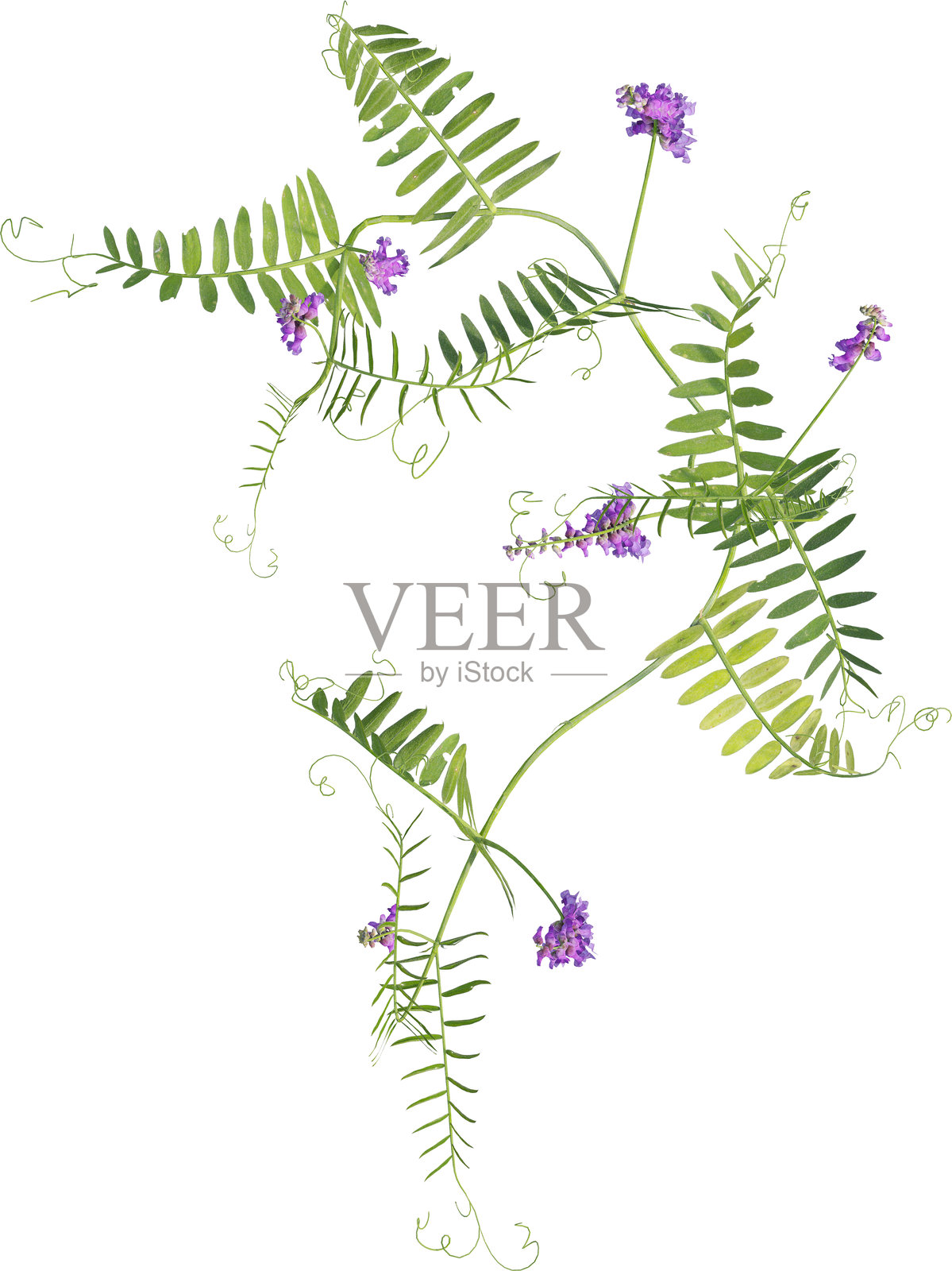 牛蓟植物的俯视图 - Vicia cracca照片摄影图片