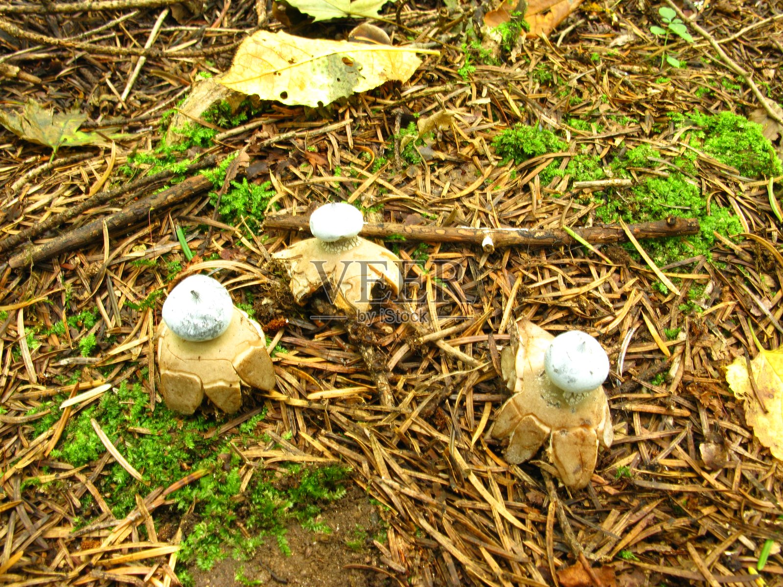 森林地面上的地星群照片摄影图片