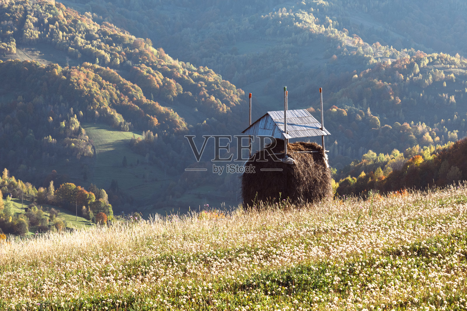 盛开的牧场上有干草堆，橙色的森林在日出光辉中闪耀照片摄影图片