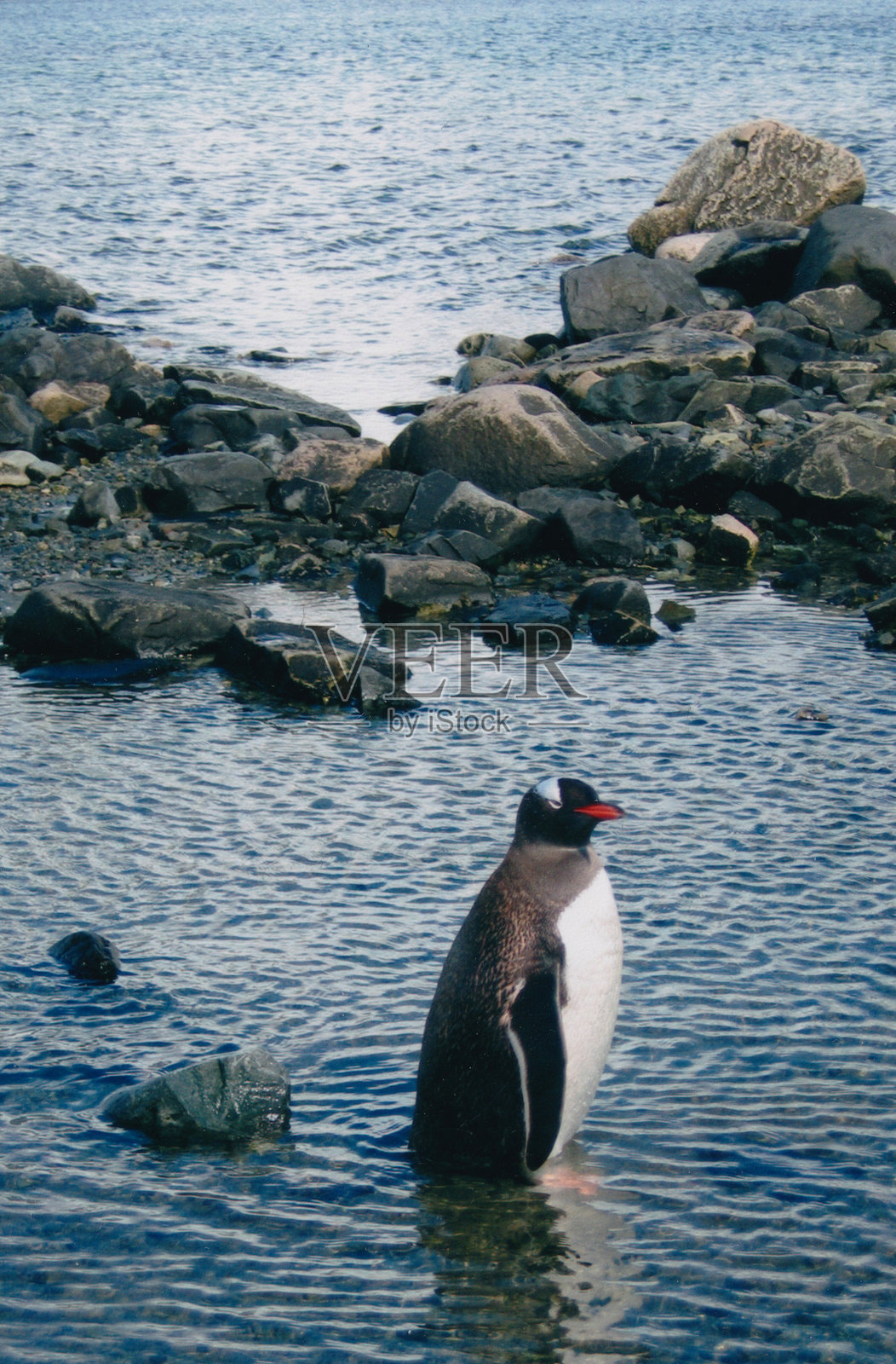 温哥华企鹅在浅水中摇摇晃晃地走过照片摄影图片