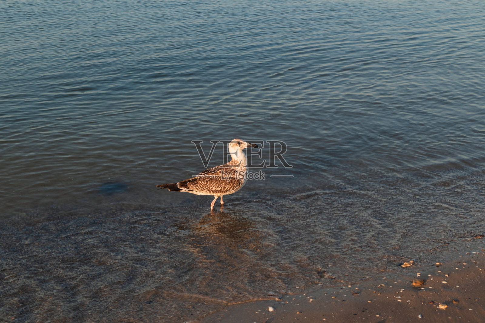 一只海鸥在黑海海岸附近的海水上行走。乌克兰。照片摄影图片