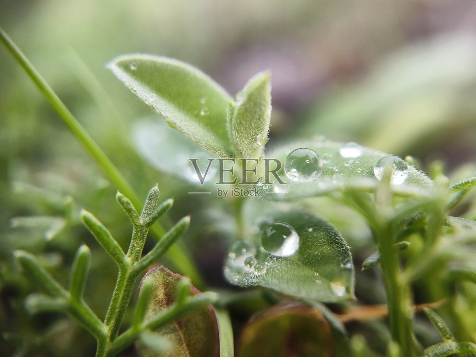 叶子上的雨滴照片摄影图片