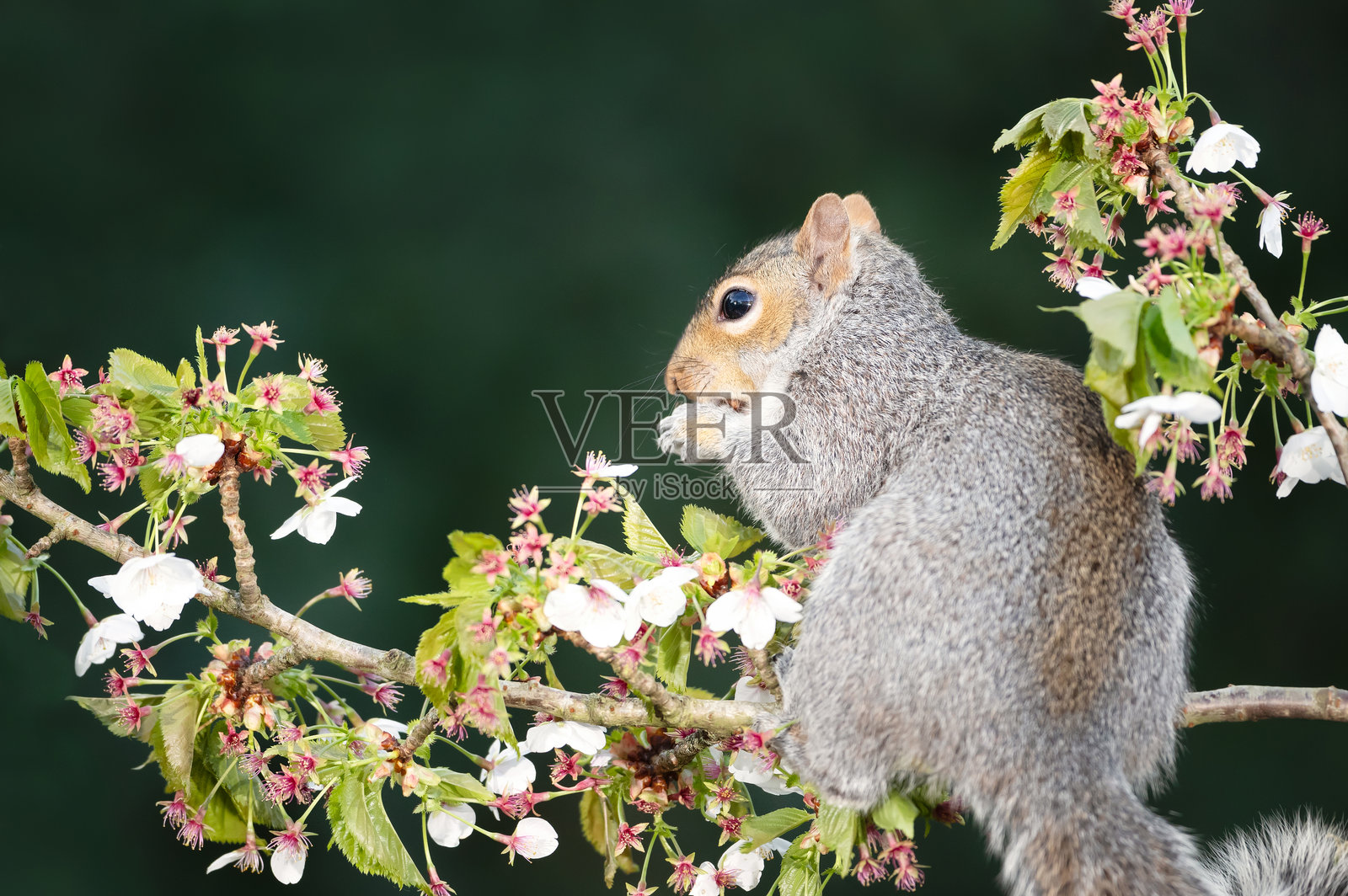 灰色松鼠在盛开的樱花树枝上吃坚果照片摄影图片