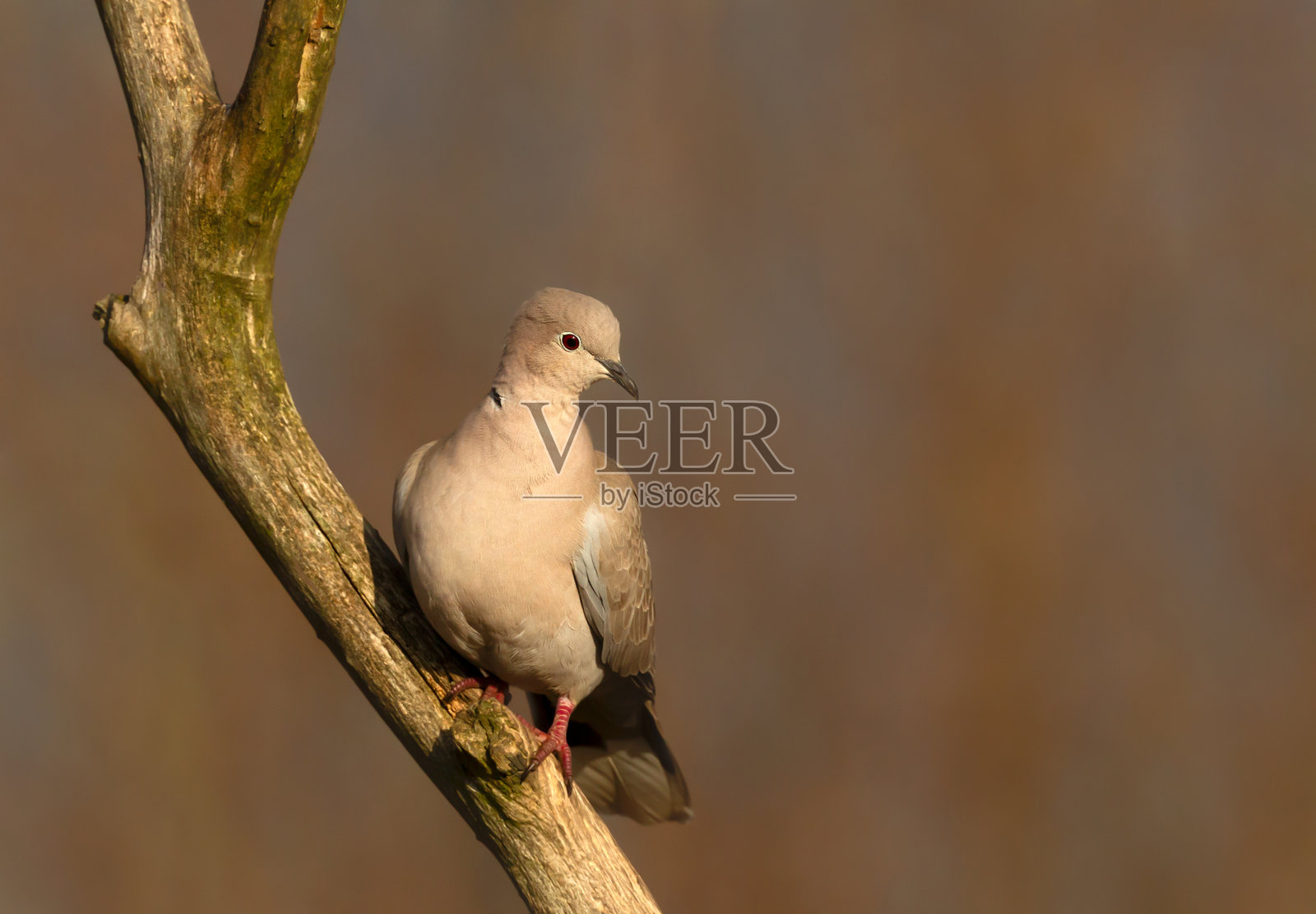 欧亚环颈鸠栖息在树枝上照片摄影图片