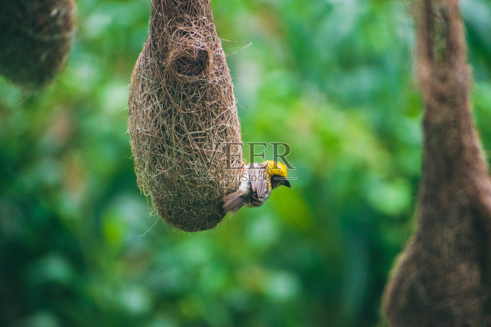 巴雅织鸟在巢中的特写，巴雅织鸟正在筑巢。照片摄影图片