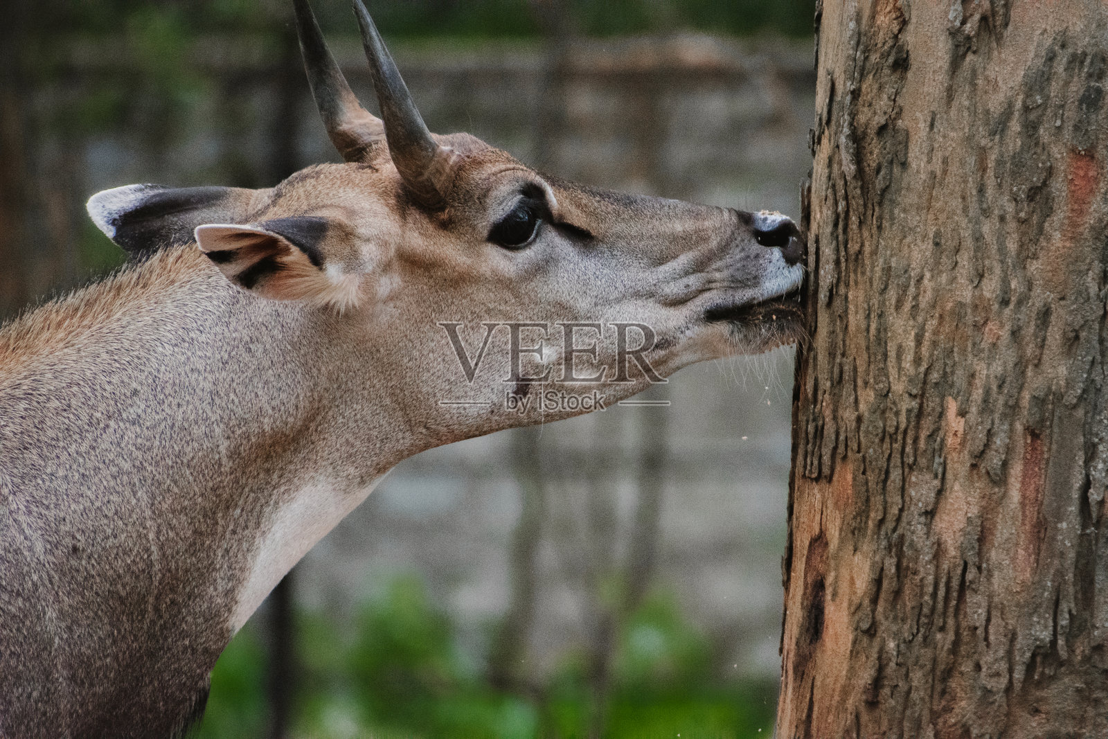 埃兰羚羊 *Tragelaphus oryx* 侧面特写，野生动物环境，选择性对焦。照片摄影图片
