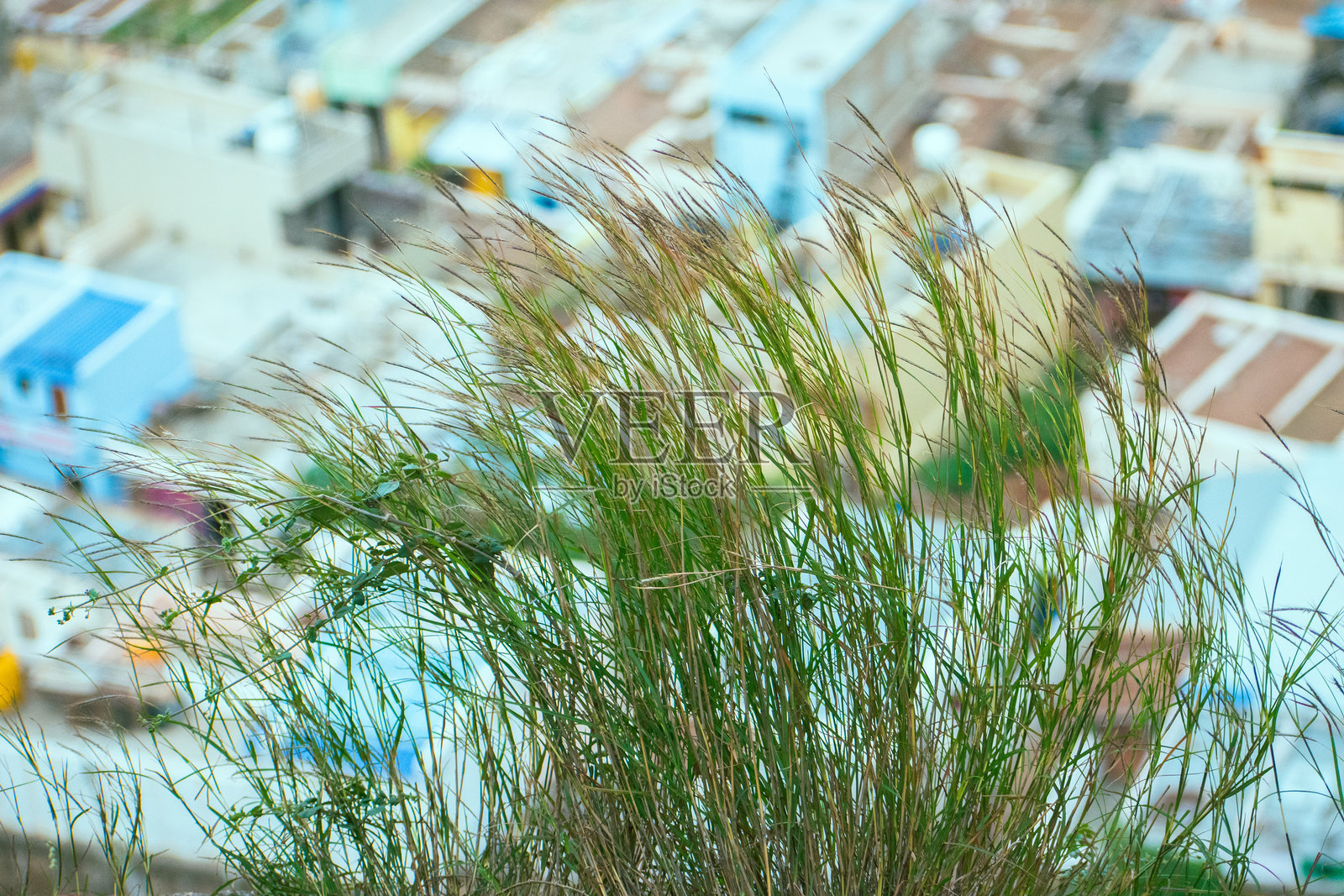 前景中的高草在风中摇曳，而巴达米镇在背景中显得柔和模糊，展现了自然与人类居住地的融合。照片摄影图片