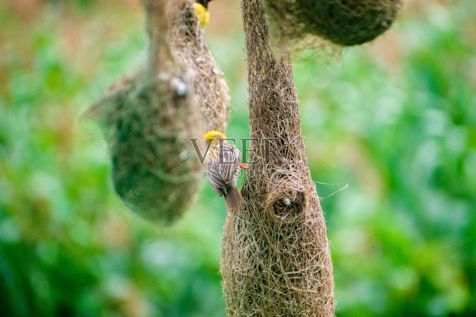 一群巴雅织鸟在巢中。照片摄影图片