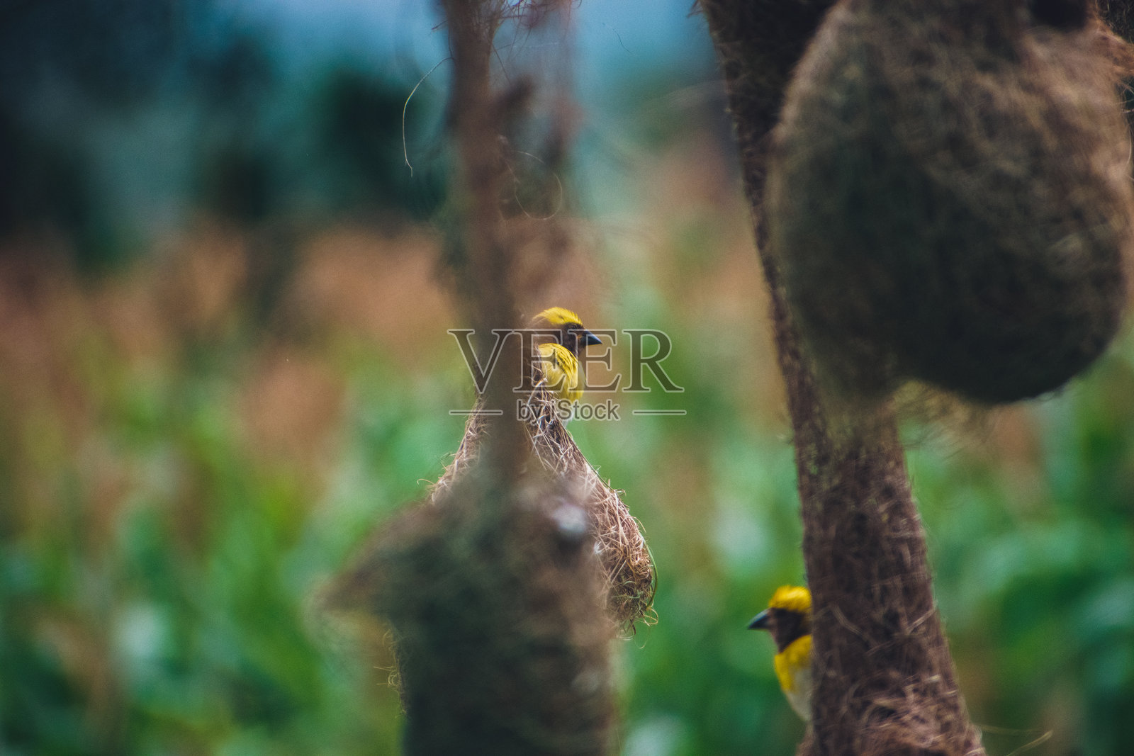 一群巴亚织鸟在巢中。照片摄影图片