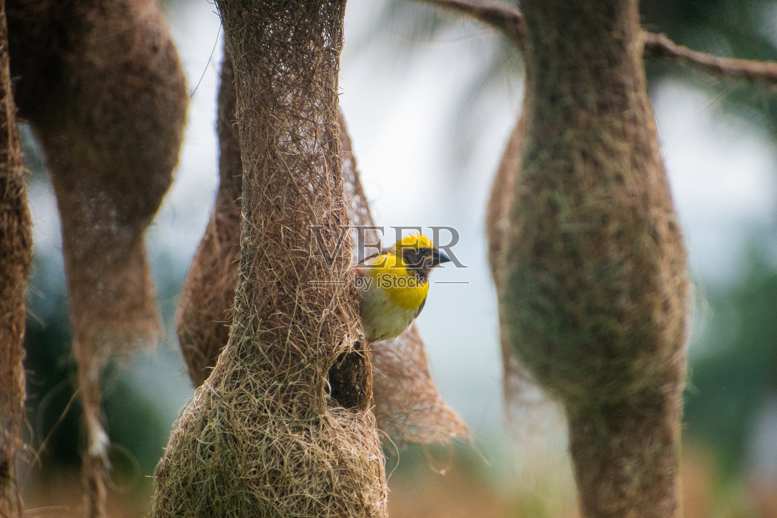 巴雅织鸟在巢中的特写，巴雅织鸟正在筑巢。照片摄影图片