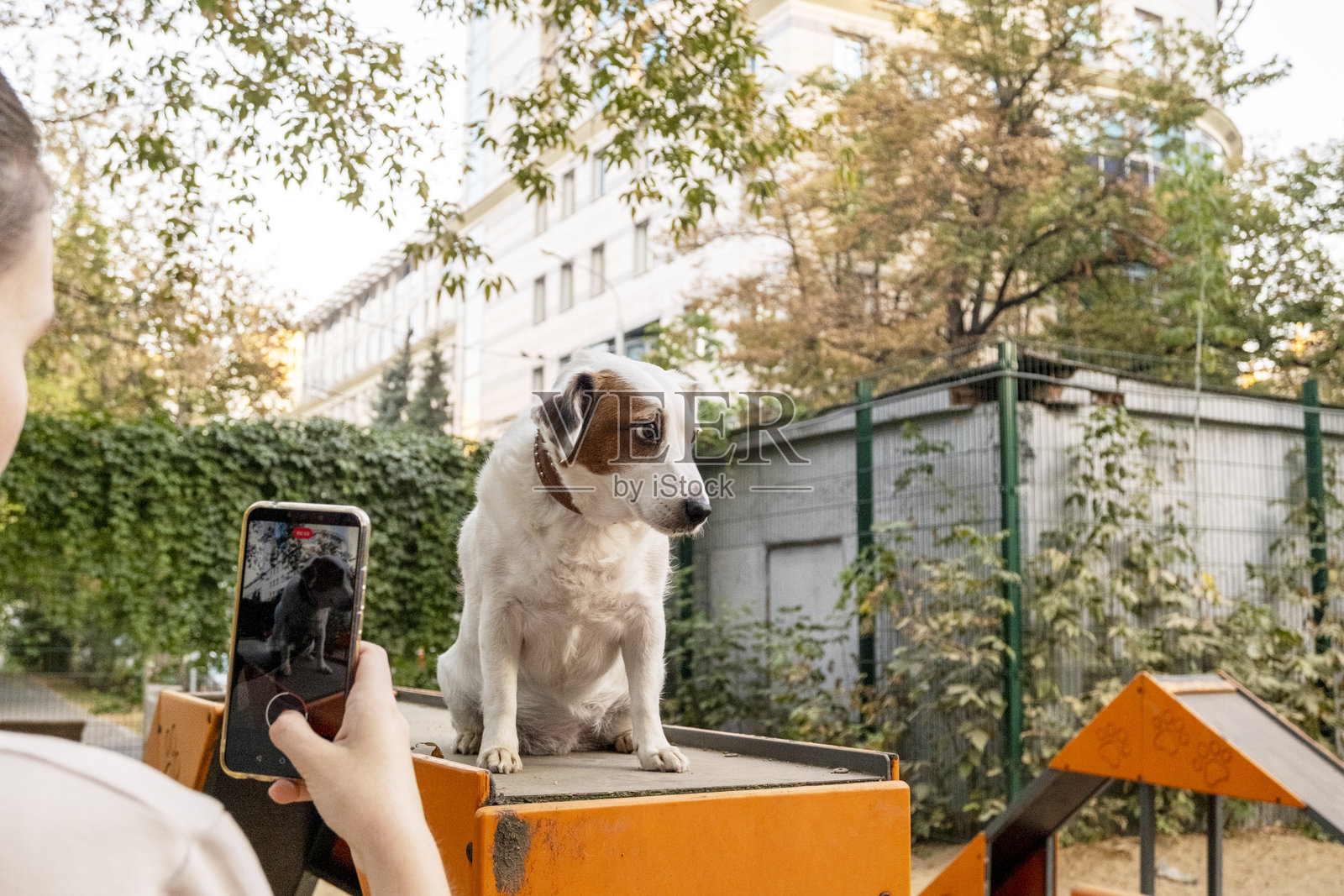 一个人拍摄了一只坐在五彩斑斓的游乐设施上的狗。这只狗看起来专注而平静，周围是绿树和城市建筑的背景。照片摄影图片